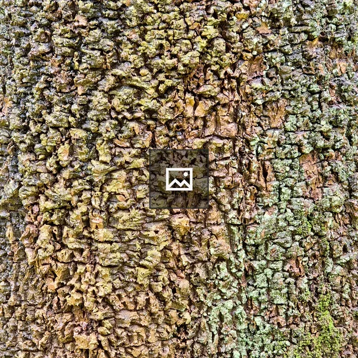 Close-up Bark with Moss