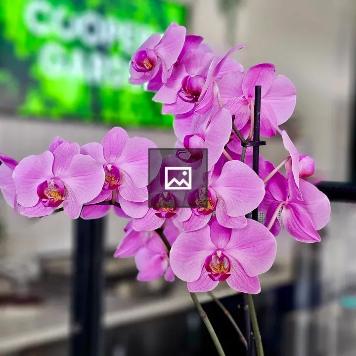 Pink Phalaenopsis Orchid Display