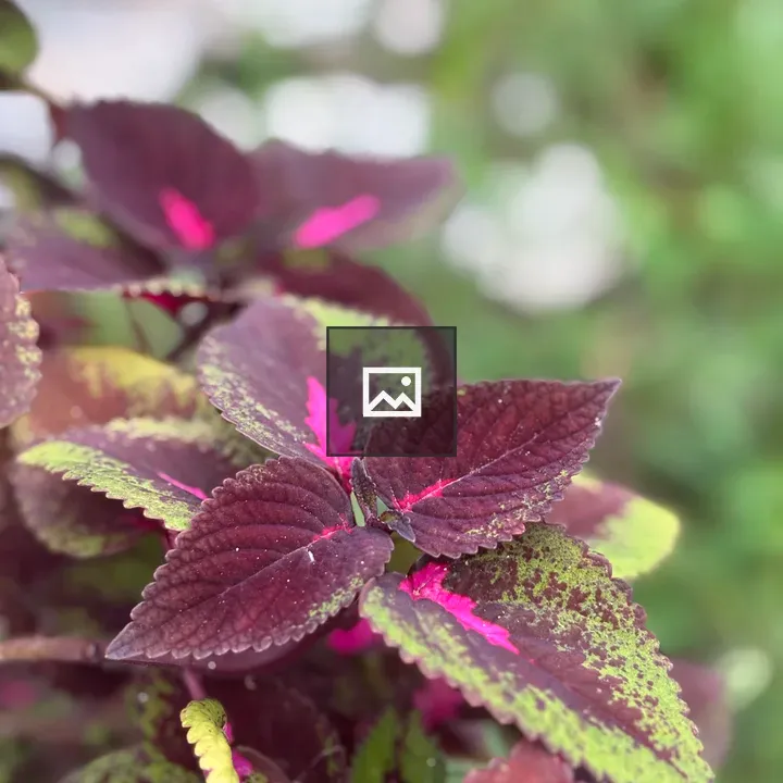 Close-up Leaves in Green and Purple