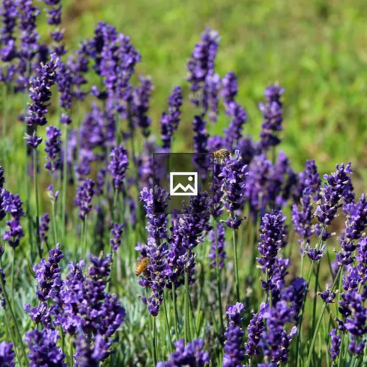 Bees on Lavender in New York