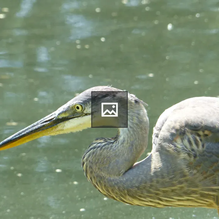 Shore bird by a pond