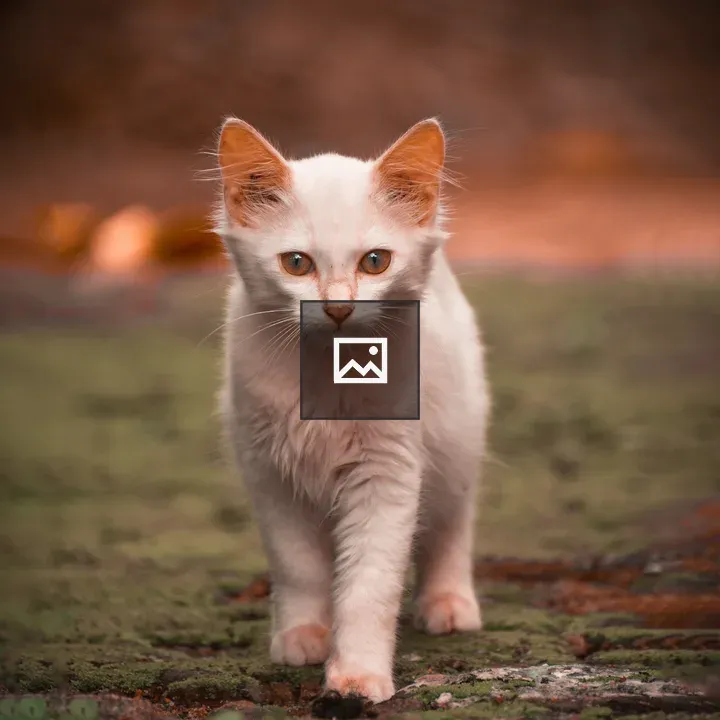 Cat walk