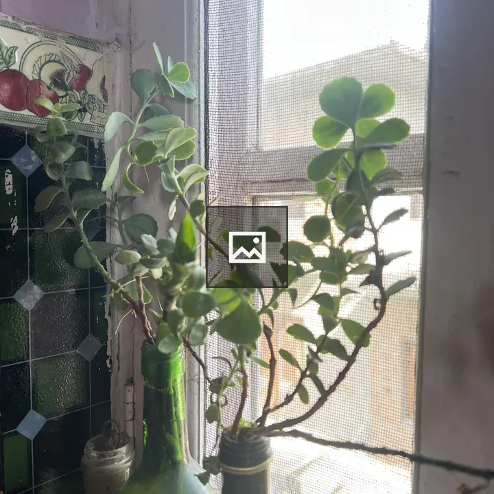 Leafy green plants in glass bottles