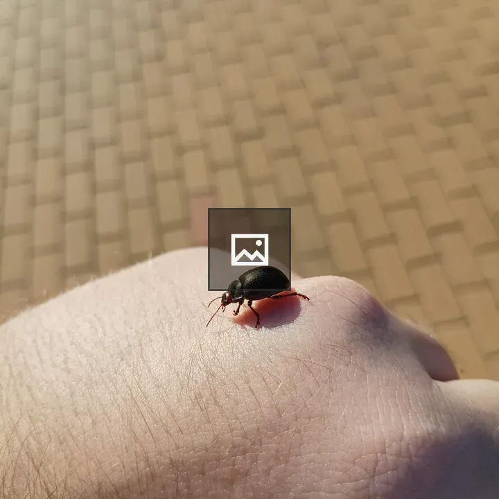 Beetle on a hand