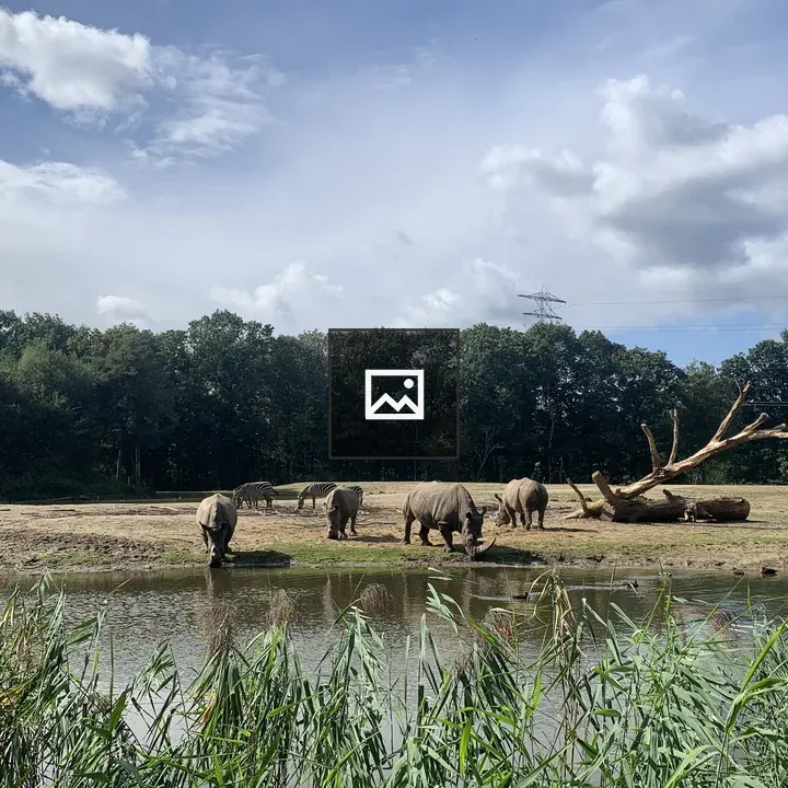 Rhinos Drinking Water