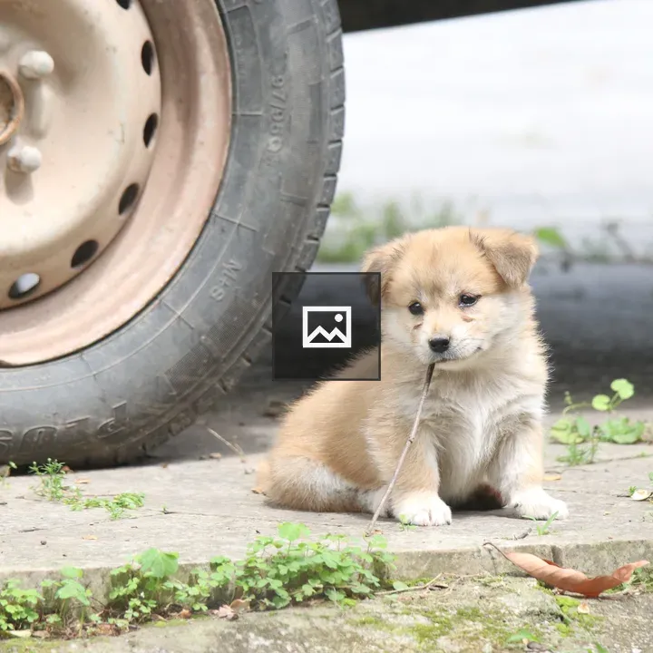 Puppy With Twig Beside Tire