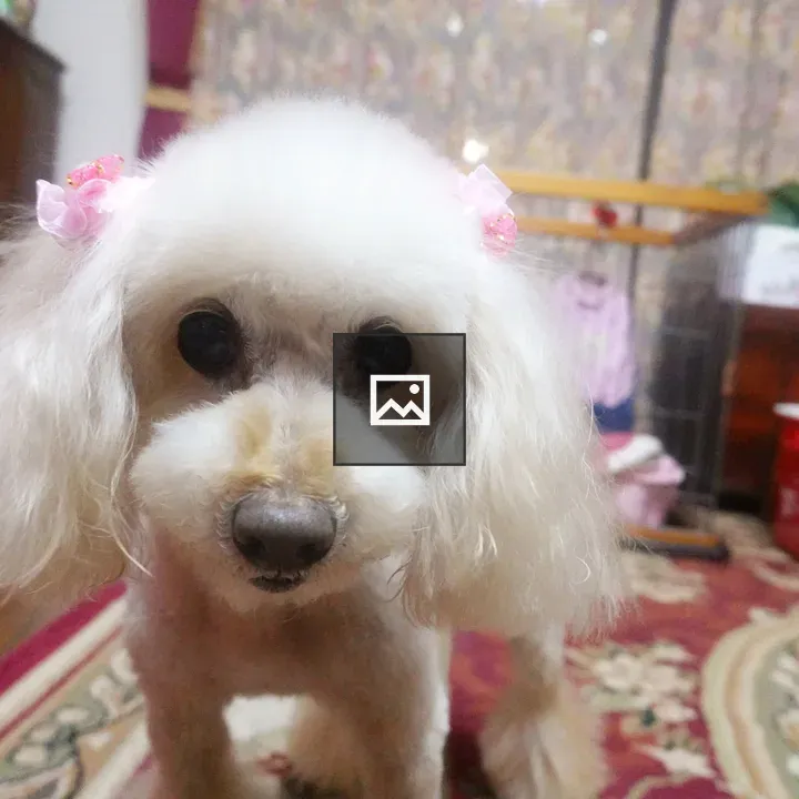 Apricot Toy Poodle Standing