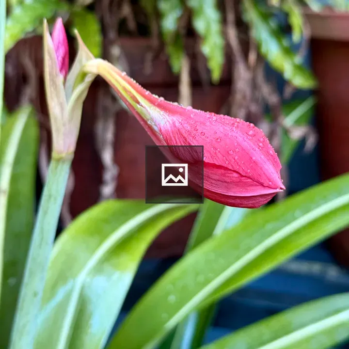 Pink lily bud with water droplets