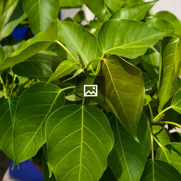 Bodhi Tree Close-up