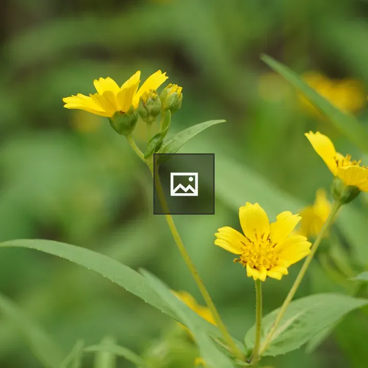 Yellow wildflowers close-up