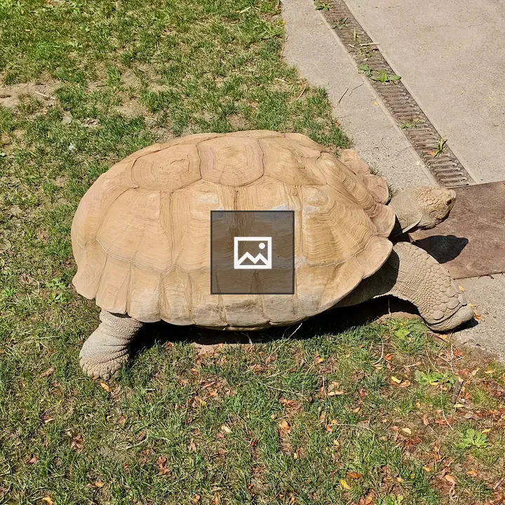 Sulcata tortoise on grass
