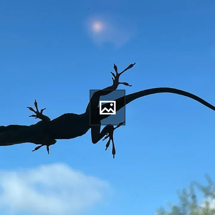 Lizard on Window Silhouette