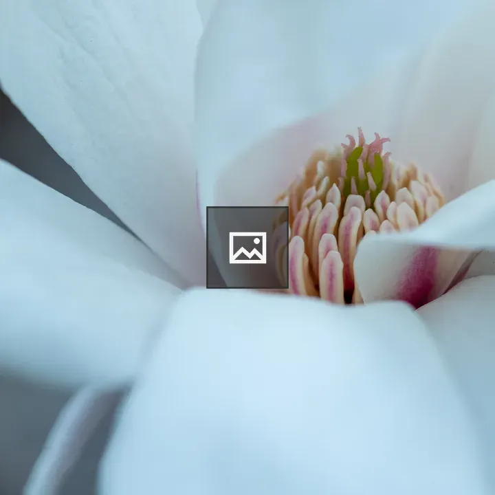 Macro pink flower in spring