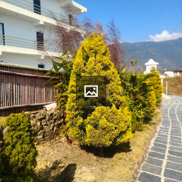 Garden Pathway with Shrubs