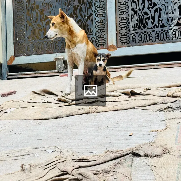 Dog with Puppy by Gate
