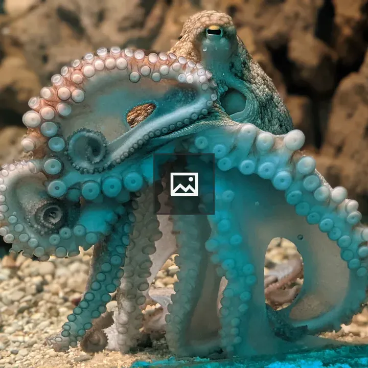 Octopus