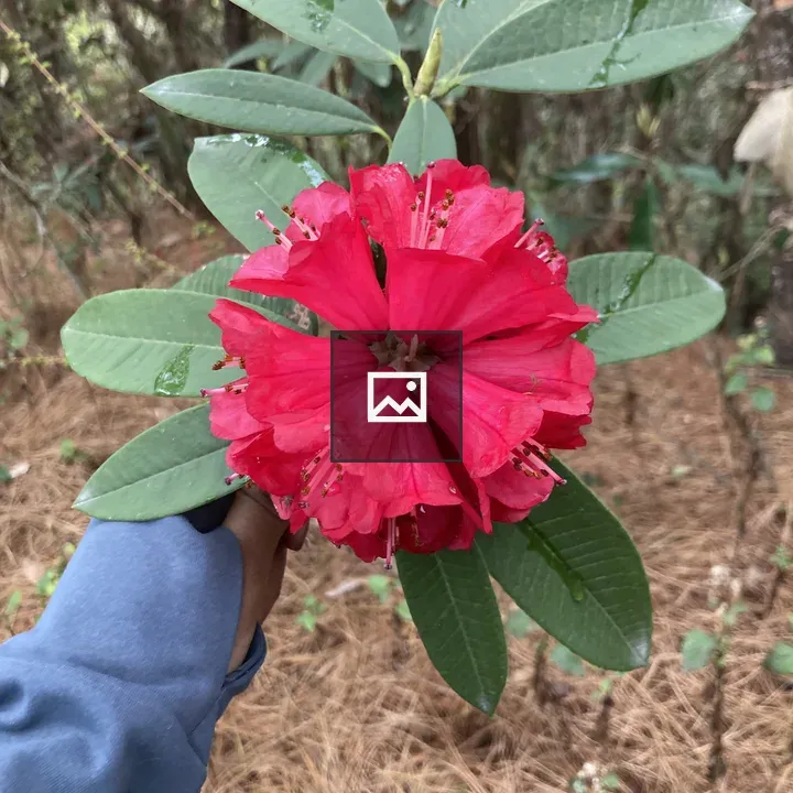 Rhododendron Flower in Hand