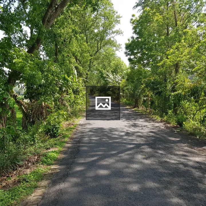Village road through trees