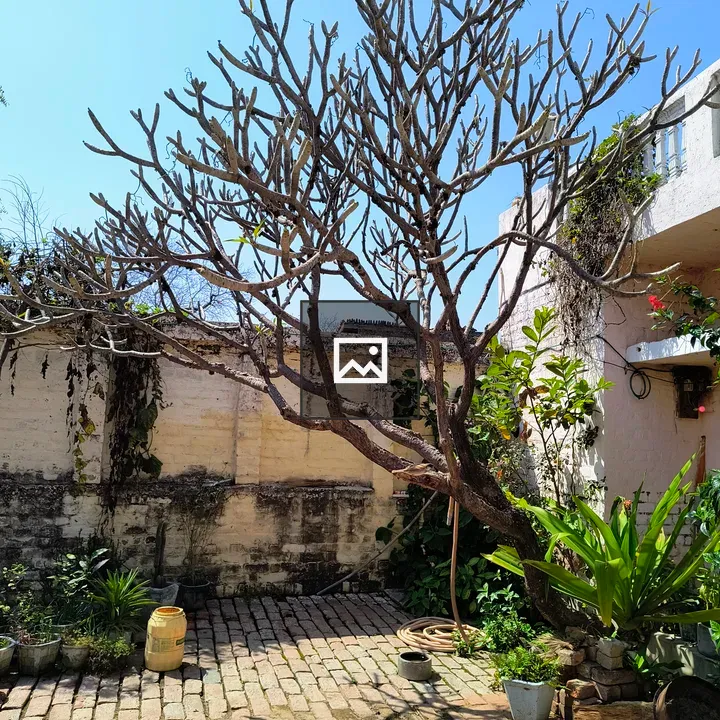 Leafless tree in courtyard