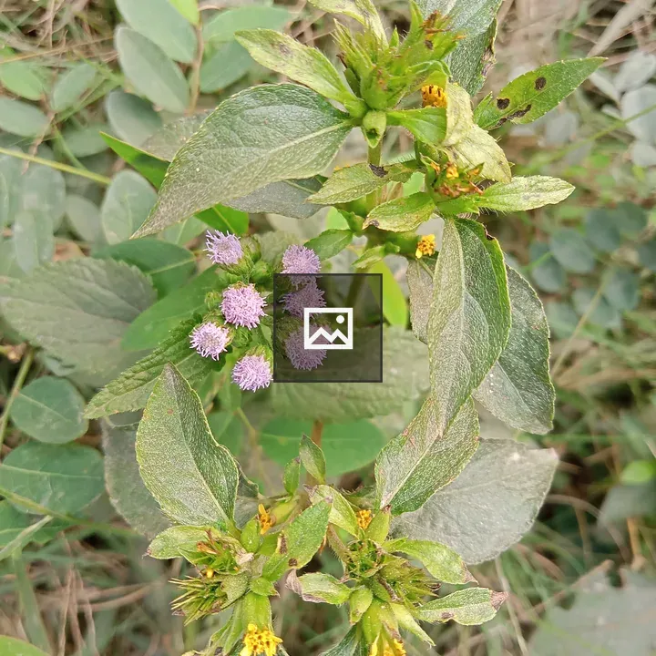 Small violet and yellow flowers