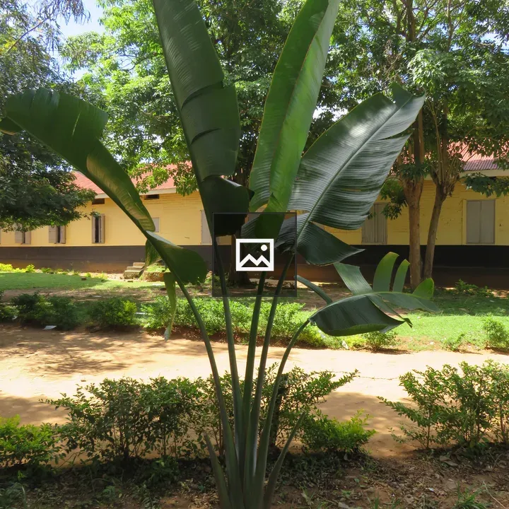 Tall plant with glossy leaves