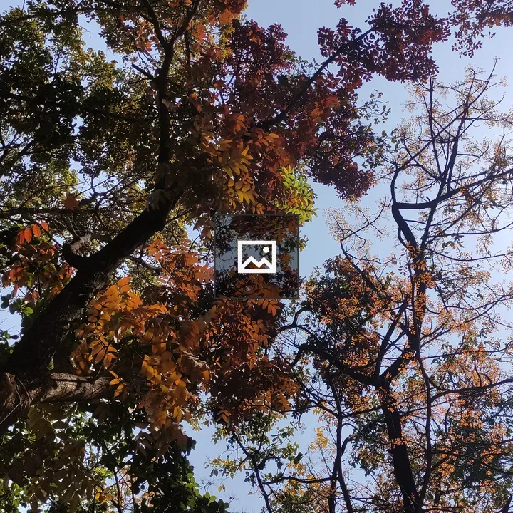 Sneak Peek To The Sky