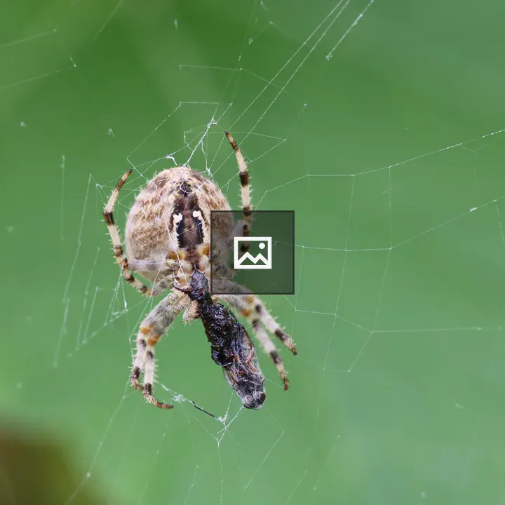 Spider in web