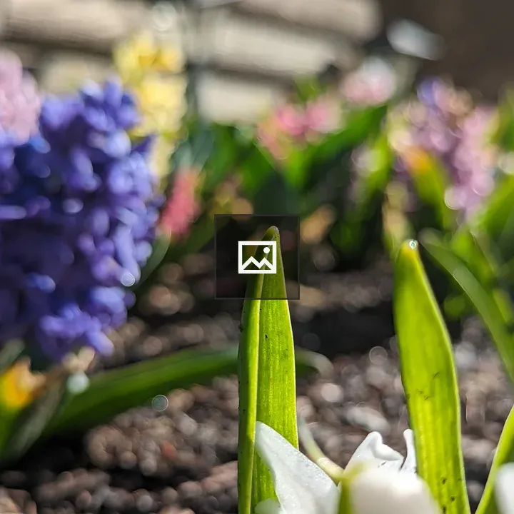 Hyacinths Through Green Leaves