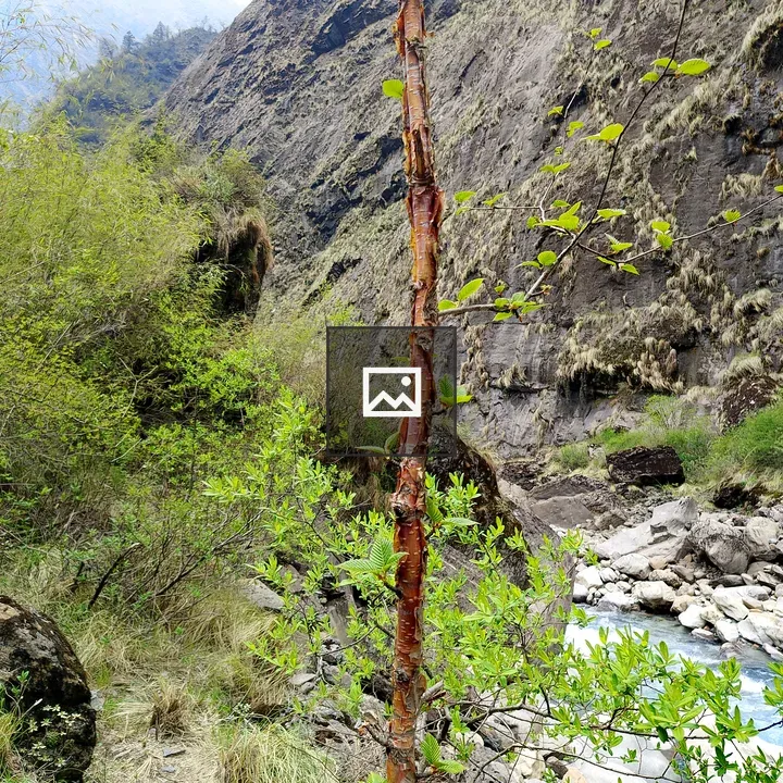 Slender tree beside rocky stream