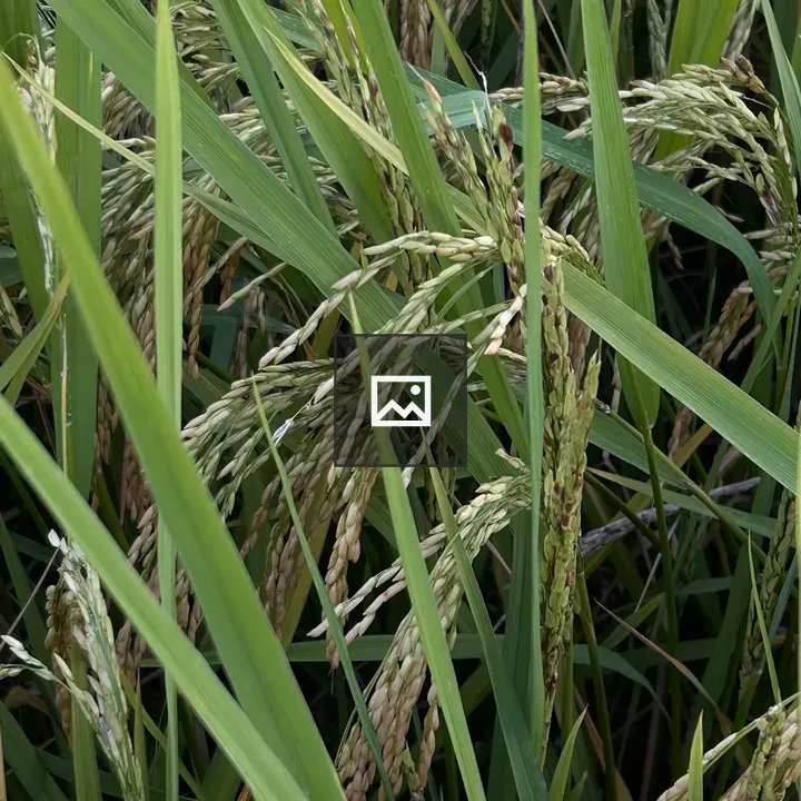 Rice plants close-up