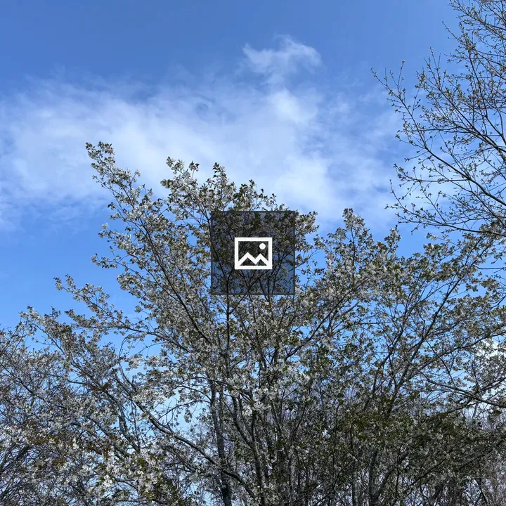 Tree with blooming white flowers