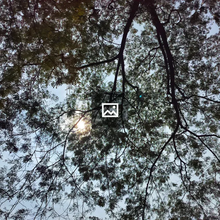 Sun Through Tree Branches