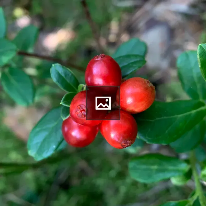 Red berries on branch