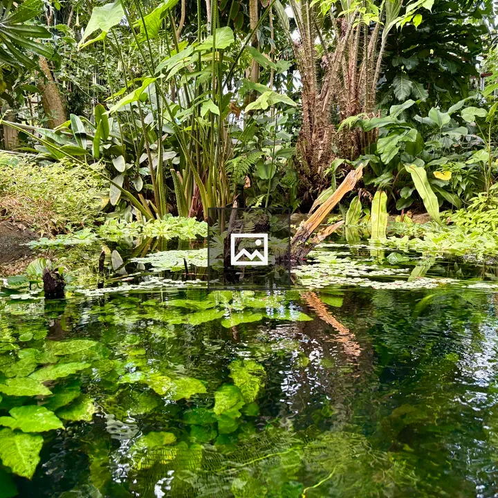 Reflective Pond with Greenery