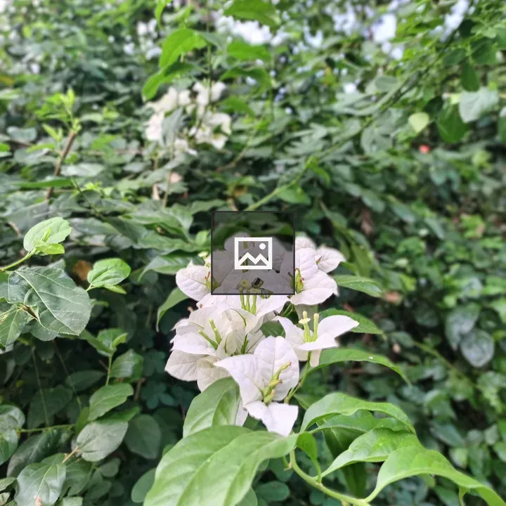 Bougainvillea Blooms in Green Foliage