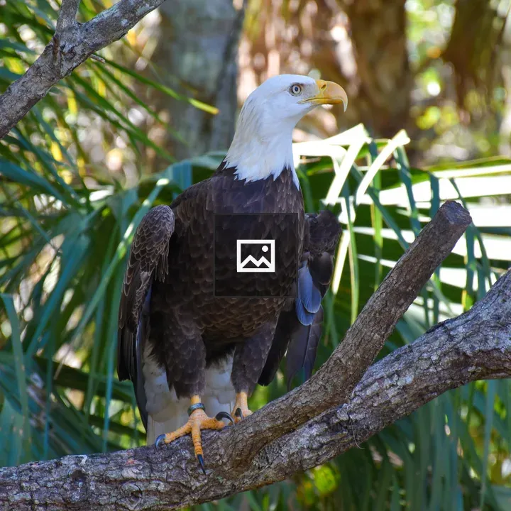 American bald eagle on a tree branch