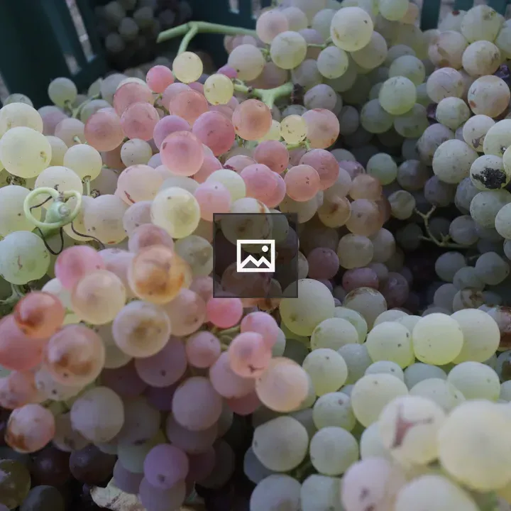 Clusters of Fresh Grapes in Container