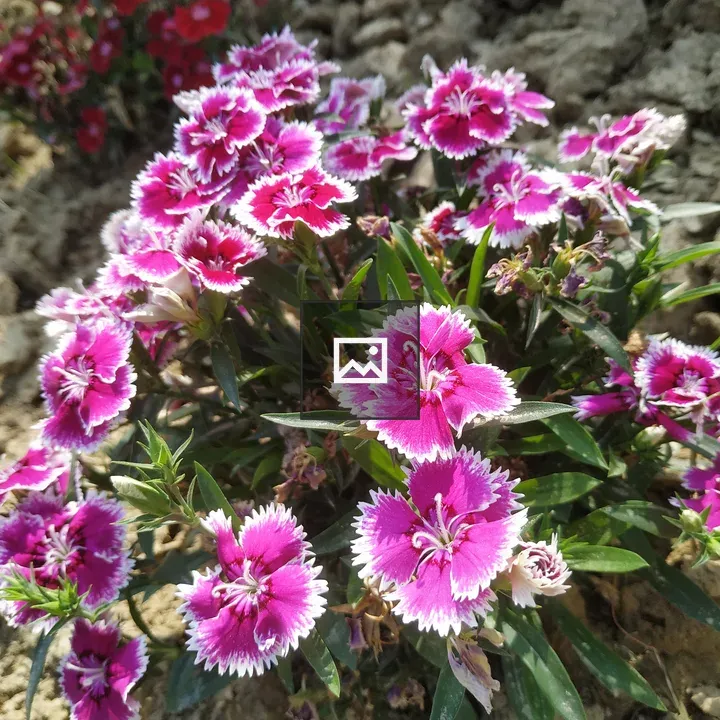 Pink and white flower closeup