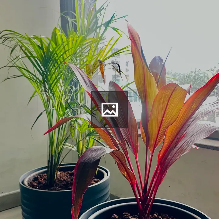 Two potted plants by window