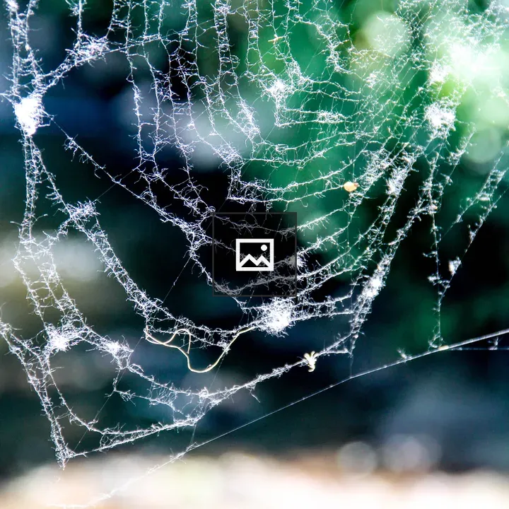 Spider web