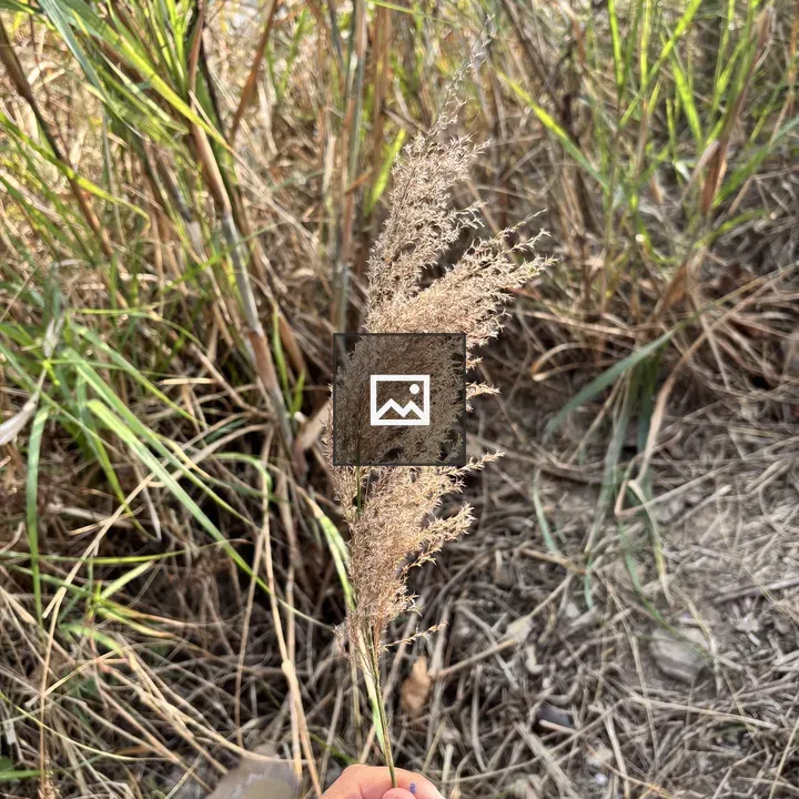 Hand Holding Decorative Grass Stem