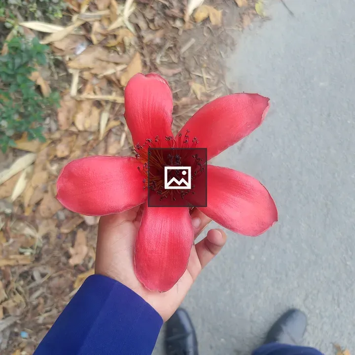 Flower held in hand