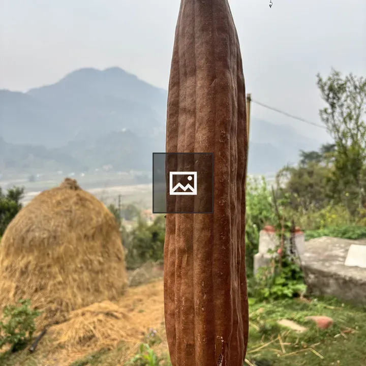 Dried loofah gourd hanging