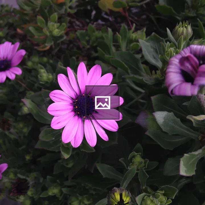 Pink and Purple Flowers