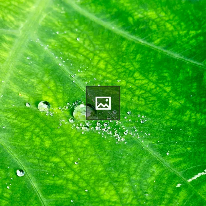 Colocasia leaf with water droplets