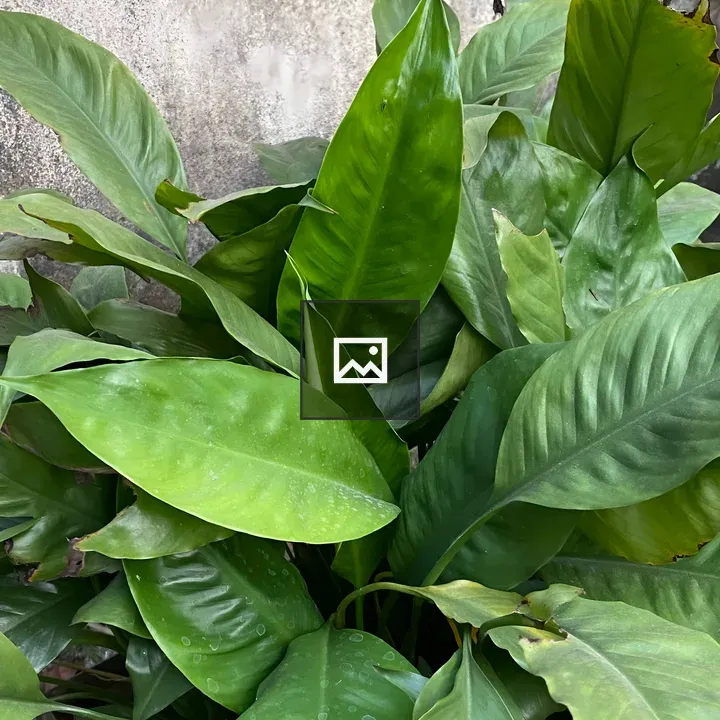 Green Leaves Against Gray Wall