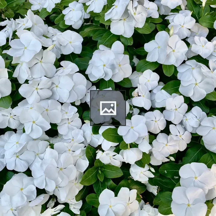 White vinca flowers