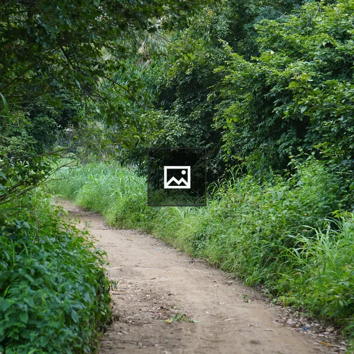 Walkway Through Green Trees