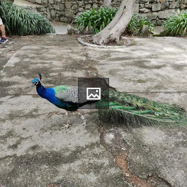Peacock on Concrete Ground