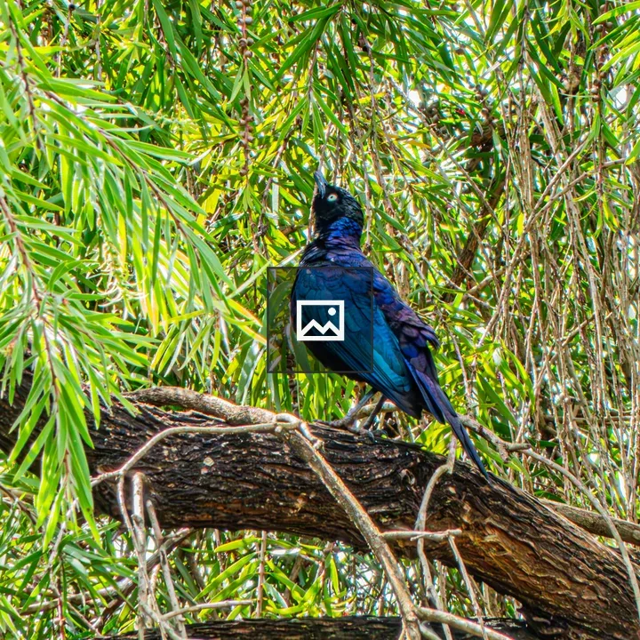 Blue-black Bird on Branch